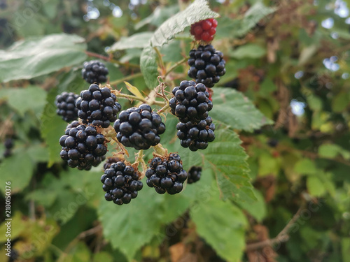 Ripe wild blackberries hanging on a thorny bush branch