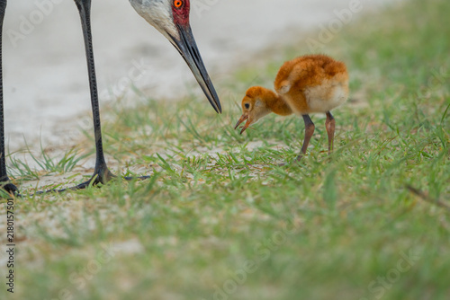 Foto Parent sandhill crane showing how to catch a dragonfly to the baby crane