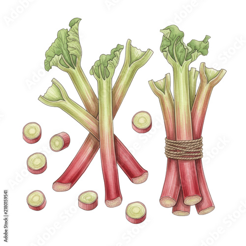 Stylized watercolor of fresh rhubarb petioles, crimson to green, whole stalks, jute-tied bundle, and cut pieces, isolated on white. Concept of spring harvest baking