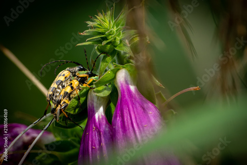 Foto Pair of yellow-and-black spotted longhorn beetles (Rutpela maculata) mating on a plant near purple foxglove-like flowers