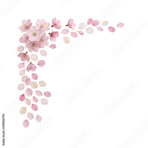 Delicate Pink Cherry Blossoms Isolated with Scattered Flower Petals Forming Elegant Floral Corner Border with Large Copy Space