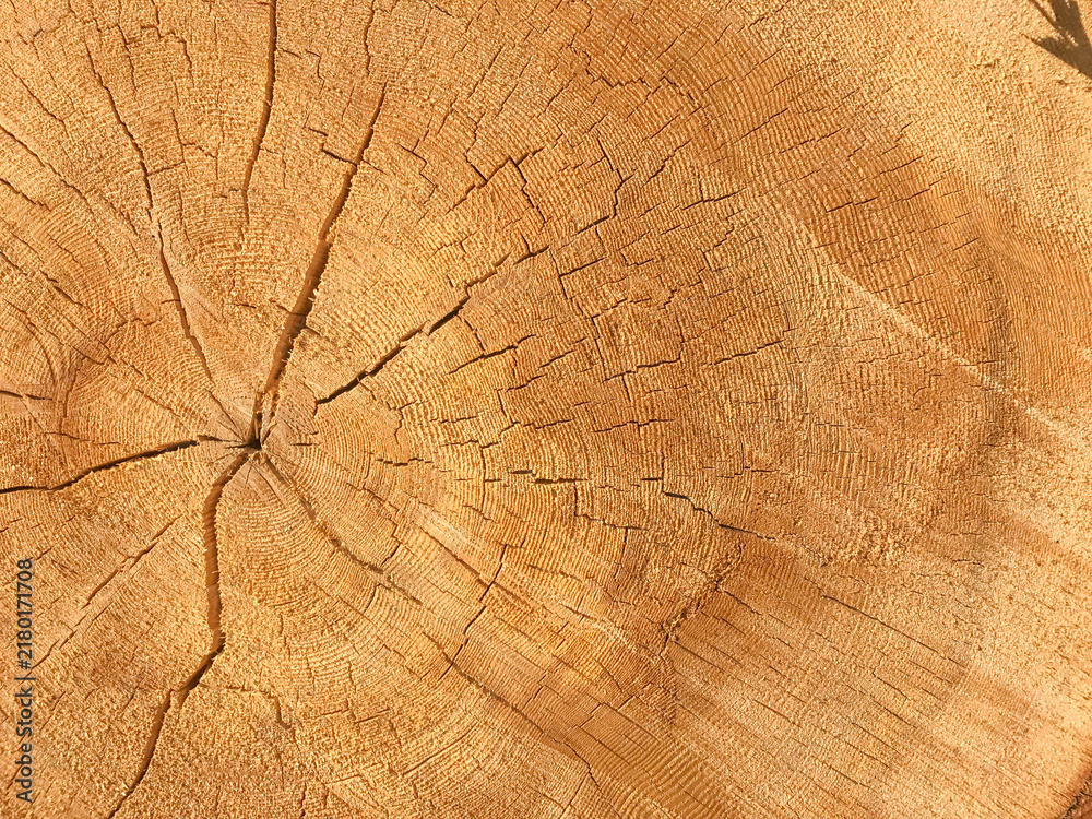 Fototapeta premium Background of wooden texture. Closeup of tree trunk with age rings
