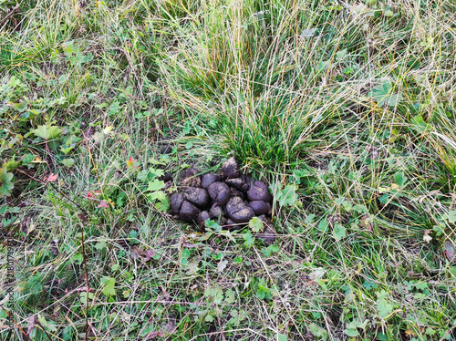 Konstfotografi Horse manure pile on green grass meadow