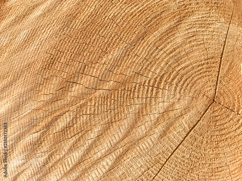 Fototapeta premium Background of wooden texture. Closeup of tree trunk with age rings