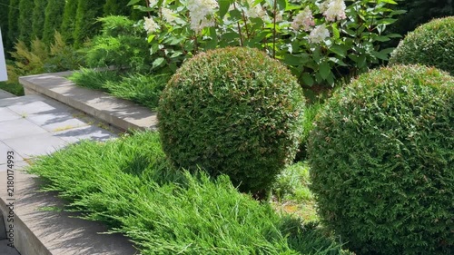 Lush, neatly landscaped backyard garden featuring spherical pruned thuja shrubs, blooming white panicled hydrangeas, and low evergreen junipers along a paved stone walkway.