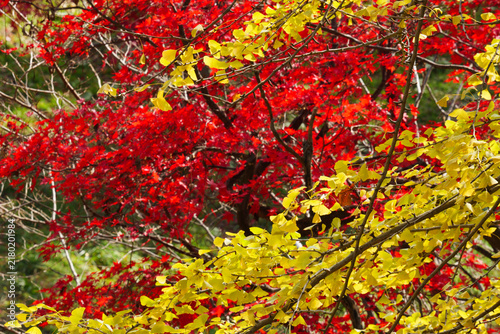 北海道の紅葉の葉