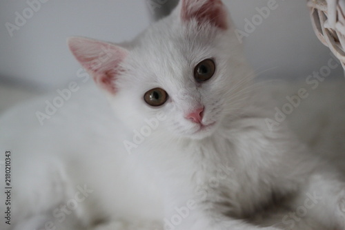 Animal background with white kitten