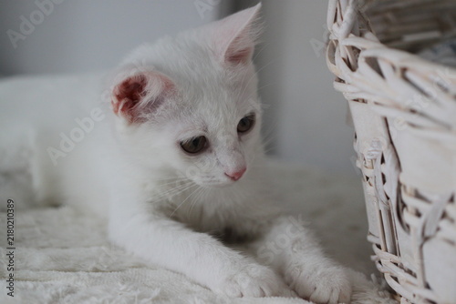 Animal background with white cute kitten