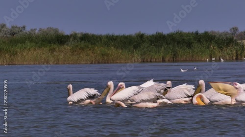 A flock of Great white pelicans (Pelecanus onocrotalus) fishes in shallow waters on the Black Sea coast.