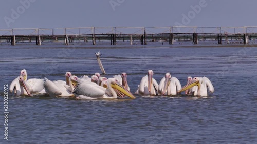 A flock of Great white pelicans (Pelecanus onocrotalus) fishes in shallow waters on the Black Sea coast.