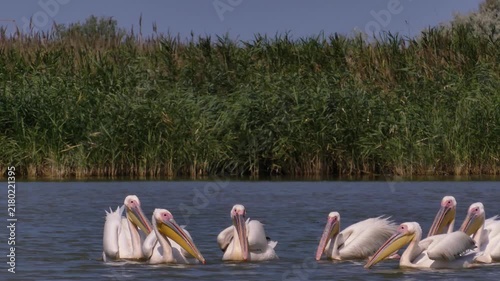 A flock of Great white pelicans (Pelecanus onocrotalus) fishes in shallow waters on the Black Sea coast.