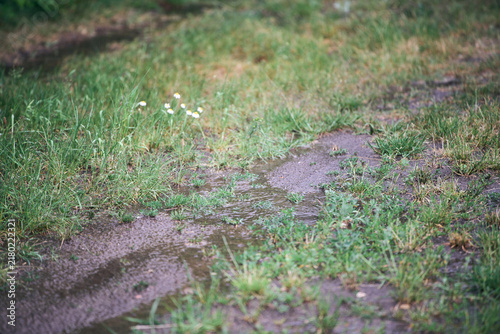 Фотография Rainwater collecting on hydrophobic ground with patchy vegetation