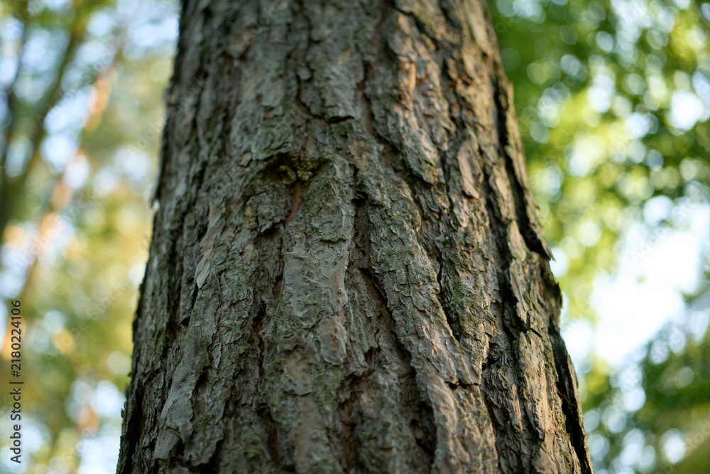 Obraz premium Close up of pine tree trunk bark
