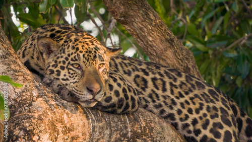 Jaguar lounging in a tree, direct eye contact, Pantanal