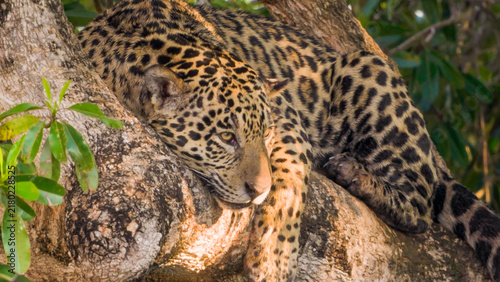 Jaguar draped over tree fork, direct gaze, Pantanal