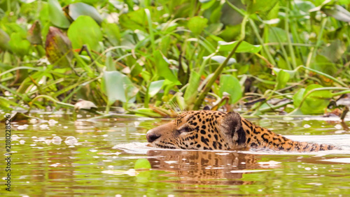 Jaguar swimming across a river, head low at waterline