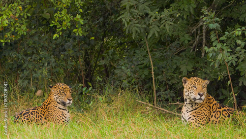 Two jaguars resting side by side in riverbank grass