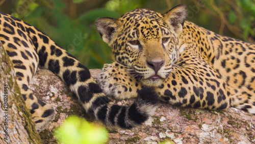 Jaguar resting chin-down on a mossy tree branch