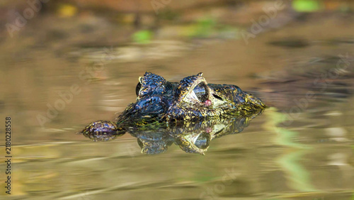 Yacare caiman head barely above the water surface