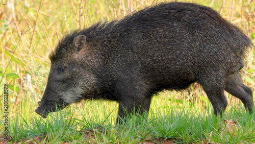 White-lipped Peccary foraging through wet grassland