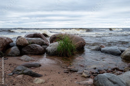 Принти на полотні The rocky shore of Lake Ladoga in Russia with purple wildflowers, rolling waves and a cloudy sky