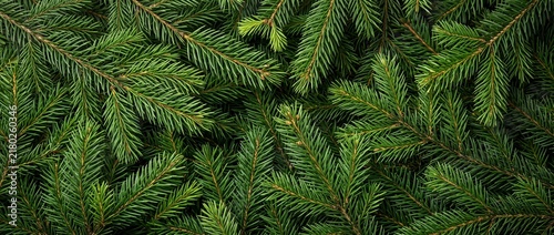 Close up of fresh green spruce branches texture background