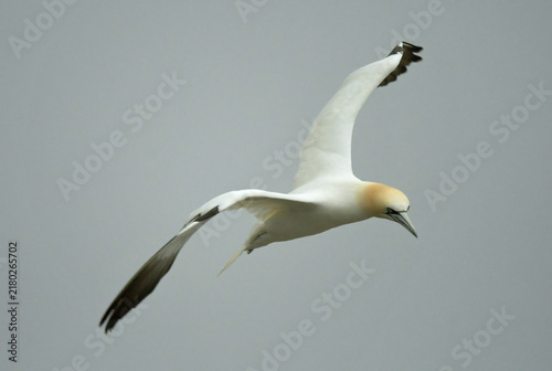 Konstfotografi northern gannet in flight near the bird rock sea stack at  the cape st