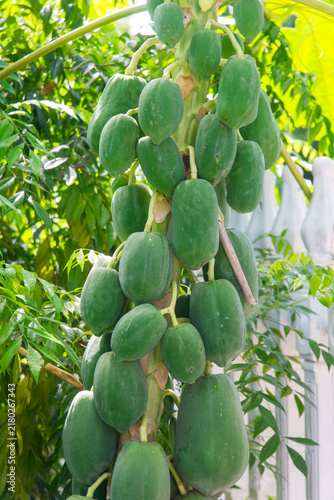 Foto Unripe green papaya fruits growing in a dense cluster on a Carica papaya tree in Vietnam, showcasing fresh tropical fruit and lush green foliage