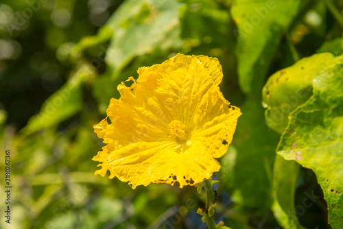 Foto Close-up of a yellow sponge gourd flower (Luffa aegyptiaca) in Vietnam, highlighting its bright petals, textured center, and lush green foliage under natural light