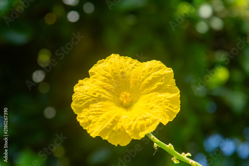 Bild auf Leinwand Yellow sponge gourd flower (Luffa aegyptiaca) blooming in Vietnam, featuring del