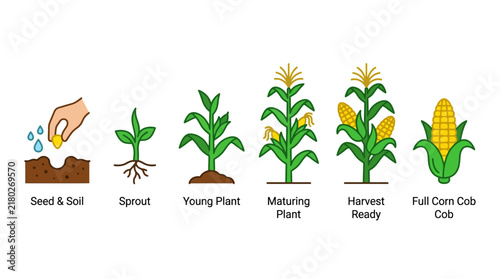 Corn growth cycle from planting seed to mature harvest ready plant with text labels.