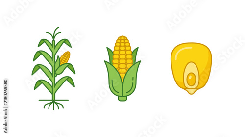 Corn plant, single cob, and corn kernel displayed separately as a set of flat vector illustrations.