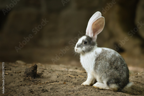 Cute grey and white rabbit with long ears sitting on the ground in side profile view