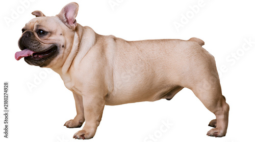 Foto Fawn French Bulldog standing with tongue out, isolated on transparent background