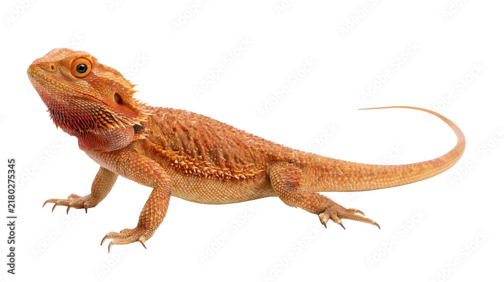 Obraz premium Orange bearded dragon reptile with spiky scales, isolated on transparent background