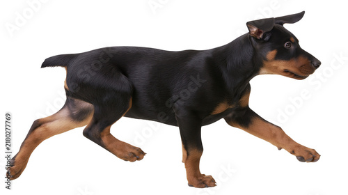 Cuadro en lienzo Young black and tan Doberman Pinscher puppy running, isolated on transparent bac
