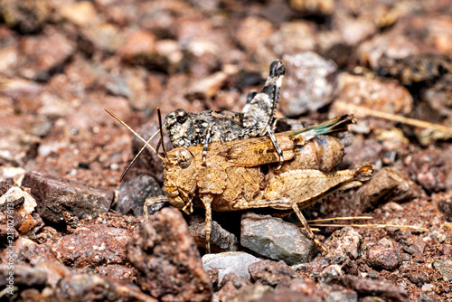 Fotografie The blue-winged grasshopper near Eisenach in Thuringia, Germany (Oedipoda caerul