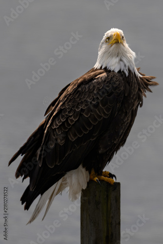 Quadro su tela American Bald Eagle Perched on Weathered Wooden Piling Gazing Skyward by the Wat