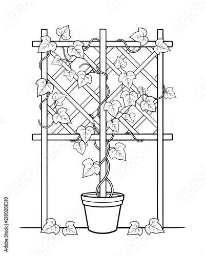 Climbing plant in a flowerpot supported by a wooden trellis for garden decoration and plant growth outline drawing with pot plant support line art