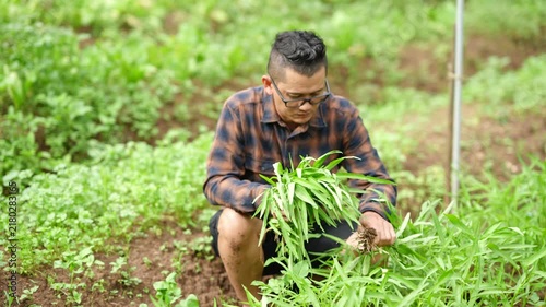 Asian Farmer Crouching and Harvesting Fresh Morning Glory Vegetables in Field Video