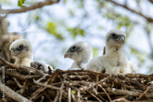 Bild auf Leinwand four hatchlings of saker falcons (falco cherrug milvipes) in nest, found in Dorn