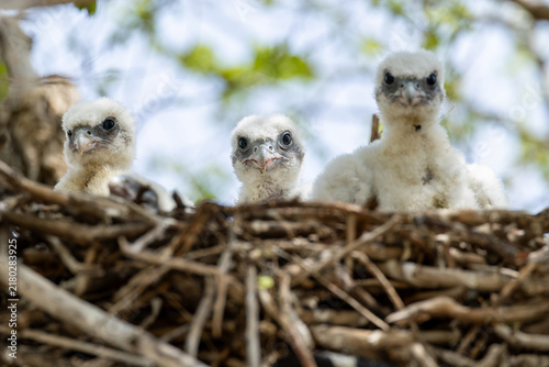 Bild auf Leinwand four hatchlings of saker falcons (falco cherrug milvipes) in nest, found in Dorn