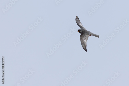 Konstfotografi adult male Amur falcon (Falco amurensis) in flight, found in Dornod Aimag in Mon