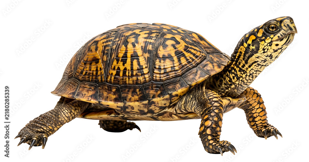 Obraz premium Eastern box turtle walking isolated on transparent background