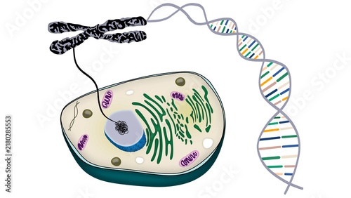 Biology diagram explaining cellular anatomy connection to chromosome structure and dna double helix strand. Educational illustration of genetic code replication process for science study