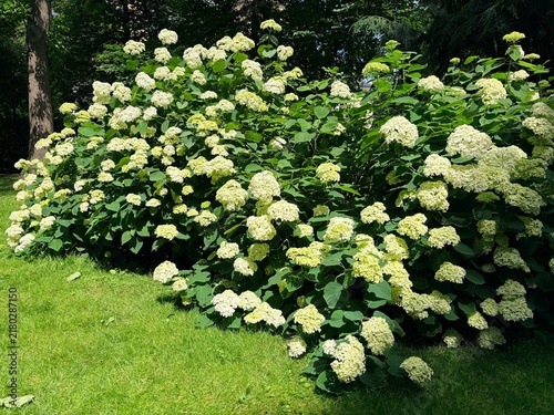 A green bush of lush, blooming white hydrangea