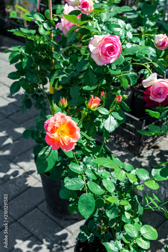 Potted roses with pink and orange blooms on a paved surface.