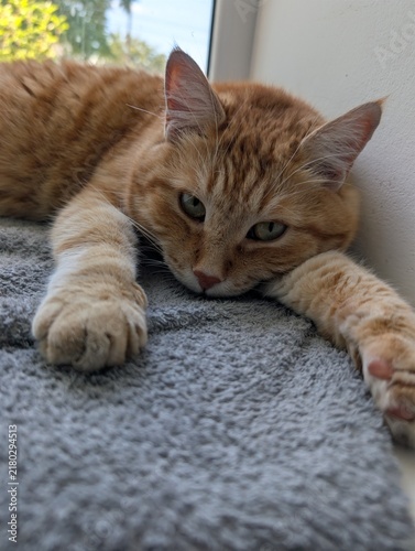 Ginger Tabby Cat Relaxing on Towel by Window