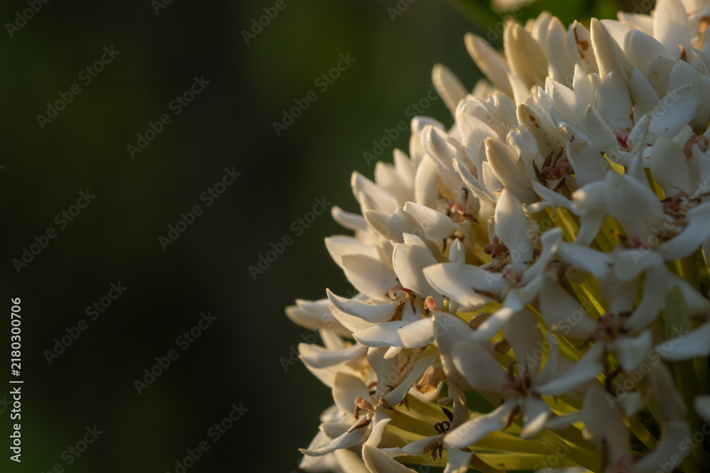 Fototapeta premium Macro shot of delicate white Ixora flower petals glowing under warm golden hour sunlight