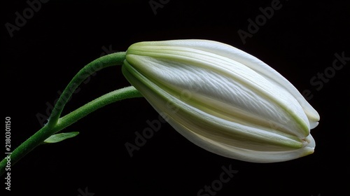 villainy. A single white lily bud on a dark background, soft light. gardening catalogs, home-decor guides, designed for home decor and floral branding and gardening and botanical catalogs.